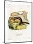 Golden-Mantled Ground Squirrel-null-Mounted Premium Giclee Print