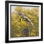 Golden Meadow (Meadowlark Bird)-Molly Sims-Framed Giclee Print