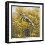 Golden Meadow (Meadowlark Bird)-Molly Sims-Framed Giclee Print