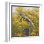 Golden Meadow (Meadowlark Bird)-Molly Sims-Framed Giclee Print