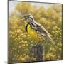 Golden Meadow (Meadowlark Bird)-Molly Sims-Mounted Giclee Print