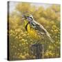 Golden Meadow (Meadowlark Bird)-Molly Sims-Stretched Canvas