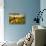 Golden Memories-Mark Gemmell-Stretched Canvas displayed on a wall