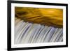 Golden Middle Branch of the Ontonagon River, Bond Falls Scenic Site, Michigan USA-Chuck Haney-Framed Photographic Print