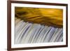 Golden Middle Branch of the Ontonagon River, Bond Falls Scenic Site, Michigan USA-Chuck Haney-Framed Premium Photographic Print