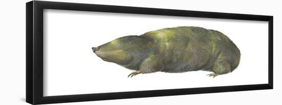 Golden Mole (Chrysochloris Stuhlmanni), Mammals-Encyclopaedia Britannica-Framed Poster