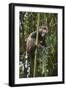 Golden Monkey (Cercopithecus Kandti), Virunga National Park, Rwanda, Africa-Michael Runkel-Framed Photographic Print