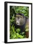 Golden Monkey (Cercopithecus Kandti), Virunga National Park, Rwanda, Africa-Michael Runkel-Framed Photographic Print