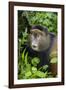 Golden Monkey (Cercopithecus Kandti), Virunga National Park, Rwanda, Africa-Michael Runkel-Framed Photographic Print