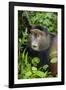 Golden Monkey (Cercopithecus Kandti), Virunga National Park, Rwanda, Africa-Michael Runkel-Framed Photographic Print