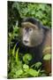 Golden Monkey (Cercopithecus Kandti), Virunga National Park, Rwanda, Africa-Michael Runkel-Mounted Photographic Print