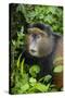 Golden Monkey (Cercopithecus Kandti), Virunga National Park, Rwanda, Africa-Michael Runkel-Stretched Canvas