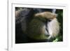 Golden Monkey (Cercopithecus Kandti), Virunga National Park, Rwanda, Africa-Michael Runkel-Framed Photographic Print