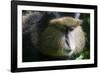 Golden Monkey (Cercopithecus Kandti), Virunga National Park, Rwanda, Africa-Michael Runkel-Framed Photographic Print