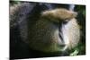 Golden Monkey (Cercopithecus Kandti), Virunga National Park, Rwanda, Africa-Michael Runkel-Mounted Photographic Print