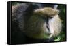 Golden Monkey (Cercopithecus Kandti), Virunga National Park, Rwanda, Africa-Michael Runkel-Framed Stretched Canvas