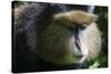 Golden Monkey (Cercopithecus Kandti), Virunga National Park, Rwanda, Africa-Michael Runkel-Stretched Canvas
