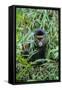 Golden Monkey (Cercopithecus Kandti), Virunga National Park, Rwanda, Africa-Michael Runkel-Framed Stretched Canvas