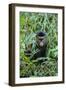 Golden Monkey (Cercopithecus Kandti), Virunga National Park, Rwanda, Africa-Michael Runkel-Framed Photographic Print