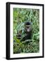 Golden Monkey (Cercopithecus Kandti), Virunga National Park, Rwanda, Africa-Michael Runkel-Framed Photographic Print