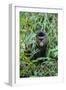 Golden Monkey (Cercopithecus Kandti), Virunga National Park, Rwanda, Africa-Michael Runkel-Framed Photographic Print