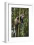 Golden Monkey (Cercopithecus Kandti), Virunga National Park, Rwanda, Africa-Michael Runkel-Framed Photographic Print