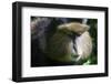 Golden Monkey (Cercopithecus Kandti), Virunga National Park, Rwanda, Africa-Michael Runkel-Framed Photographic Print