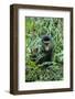 Golden Monkey (Cercopithecus Kandti), Virunga National Park, Rwanda, Africa-Michael Runkel-Framed Photographic Print