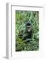 Golden Monkey (Cercopithecus Kandti), Virunga National Park, Rwanda, Africa-Michael Runkel-Framed Photographic Print