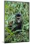 Golden Monkey (Cercopithecus Kandti), Virunga National Park, Rwanda, Africa-Michael Runkel-Mounted Photographic Print