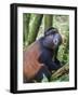 Golden Monkey, Cercopithecus Mitis Kandti, in the bamboo forest, Parc National des Volcans, Rwanda-Keren Su-Framed Photographic Print