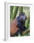 Golden Monkey, Cercopithecus Mitis Kandti, in the bamboo forest, Parc National des Volcans, Rwanda-Keren Su-Framed Photographic Print