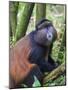 Golden Monkey, Cercopithecus Mitis Kandti, in the bamboo forest, Parc National des Volcans, Rwanda-Keren Su-Mounted Photographic Print