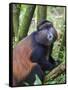 Golden Monkey, Cercopithecus Mitis Kandti, in the bamboo forest, Parc National des Volcans, Rwanda-Keren Su-Framed Stretched Canvas
