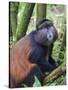 Golden Monkey, Cercopithecus Mitis Kandti, in the bamboo forest, Parc National des Volcans, Rwanda-Keren Su-Stretched Canvas