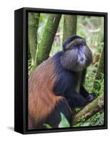 Golden Monkey, Cercopithecus Mitis Kandti, in the bamboo forest, Parc National des Volcans, Rwanda-Keren Su-Framed Stretched Canvas