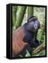 Golden Monkey, Cercopithecus Mitis Kandti, in the bamboo forest, Parc National des Volcans, Rwanda-Keren Su-Framed Stretched Canvas