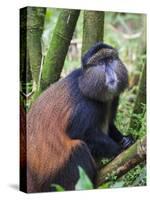 Golden Monkey, Cercopithecus Mitis Kandti, in the bamboo forest, Parc National des Volcans, Rwanda-Keren Su-Stretched Canvas