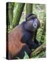 Golden Monkey, Cercopithecus Mitis Kandti, in the bamboo forest, Parc National des Volcans, Rwanda-Keren Su-Stretched Canvas