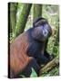 Golden Monkey, Cercopithecus Mitis Kandti, in the bamboo forest, Parc National des Volcans, Rwanda-Keren Su-Stretched Canvas