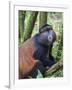 Golden Monkey, Cercopithecus Mitis Kandti, in the bamboo forest, Parc National des Volcans, Rwanda-Keren Su-Framed Photographic Print