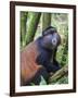 Golden Monkey, Cercopithecus Mitis Kandti, in the bamboo forest, Parc National des Volcans, Rwanda-Keren Su-Framed Photographic Print