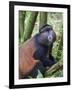 Golden Monkey, Cercopithecus Mitis Kandti, in the bamboo forest, Parc National des Volcans, Rwanda-Keren Su-Framed Photographic Print