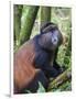 Golden Monkey, Cercopithecus Mitis Kandti, in the bamboo forest, Parc National des Volcans, Rwanda-Keren Su-Framed Photographic Print