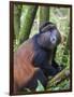 Golden Monkey, Cercopithecus Mitis Kandti, in the bamboo forest, Parc National des Volcans, Rwanda-Keren Su-Framed Photographic Print