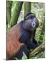 Golden Monkey, Cercopithecus Mitis Kandti, in the bamboo forest, Parc National des Volcans, Rwanda-Keren Su-Mounted Photographic Print