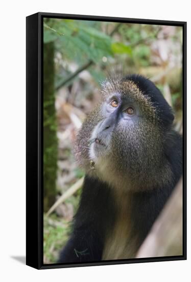 Golden Monkey in the bamboo forest, Parc National des Volcans, Rwanda-Keren Su-Framed Stretched Canvas