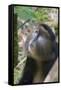 Golden Monkey in the bamboo forest, Parc National des Volcans, Rwanda-Keren Su-Framed Stretched Canvas
