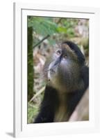 Golden Monkey in the bamboo forest, Parc National des Volcans, Rwanda-Keren Su-Framed Photographic Print