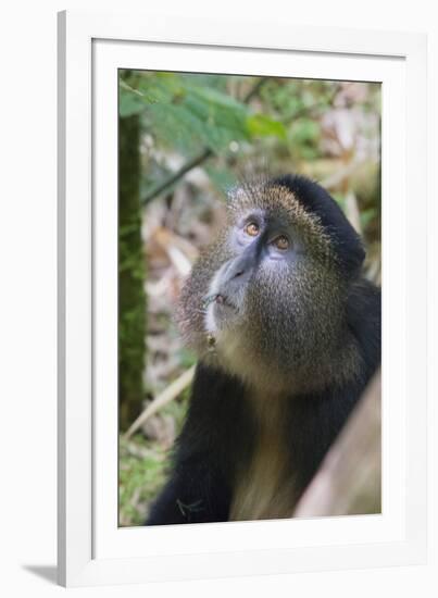 Golden Monkey in the bamboo forest, Parc National des Volcans, Rwanda-Keren Su-Framed Photographic Print